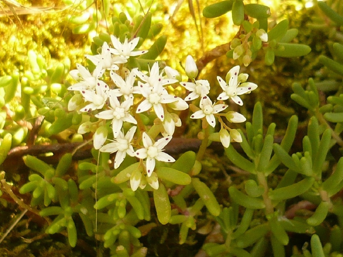 Sedum album (Crassulaceae)